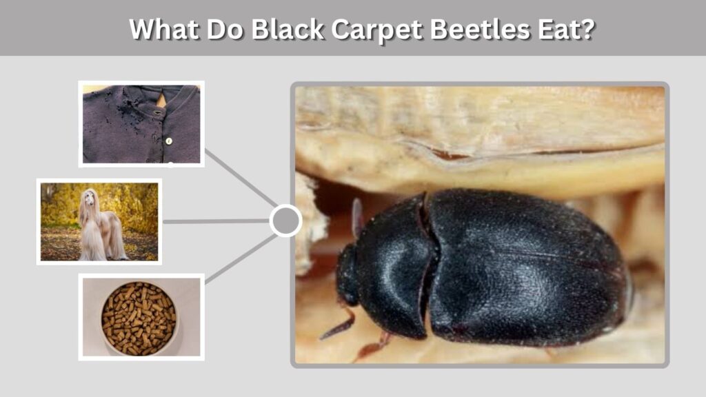 What Do Black Carpet Beetles Eat?