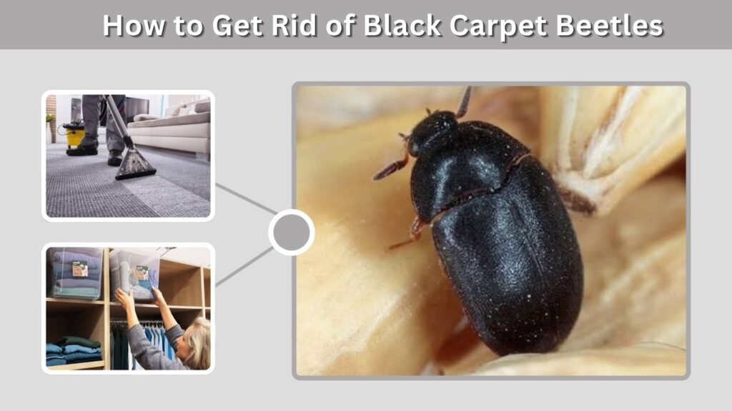 How to Get Rid of Black Carpet Beetles