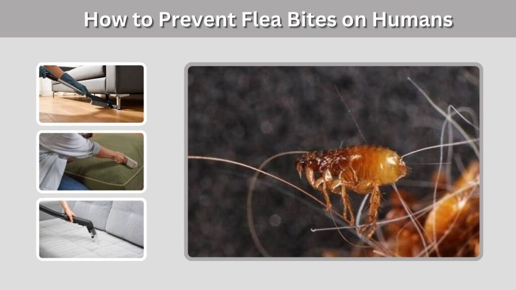 How to Prevent Flea Bites on Humans
