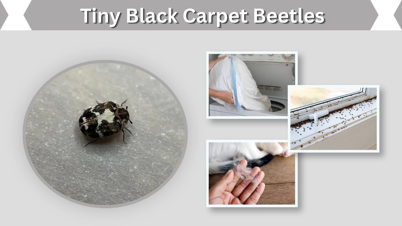 Tiny Black Carpet Beetles: Identification and Removal