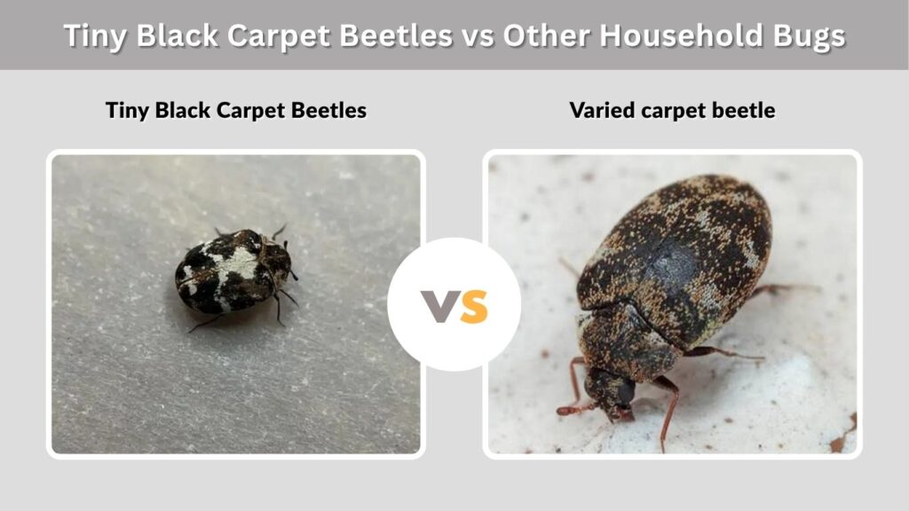 Tiny Black Carpet Beetles vs Other Household Bugs
