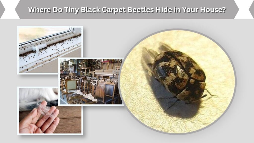 Where Do Tiny Black Carpet Beetles Hide in Your House?