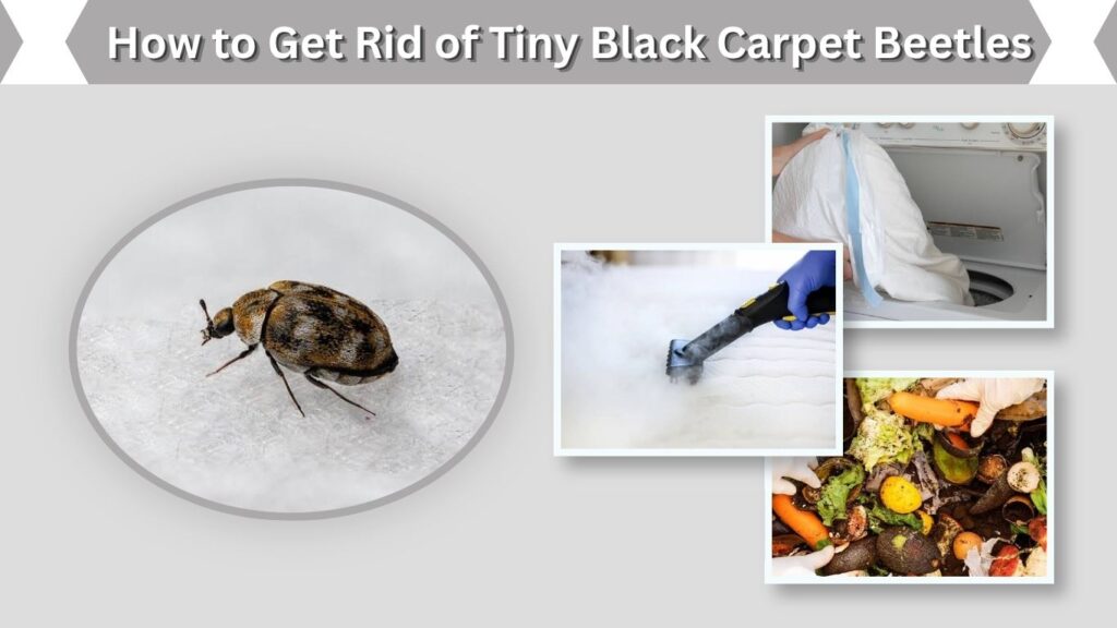 How to Get Rid of Tiny Black Carpet Beetles