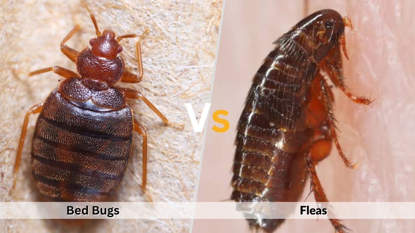 Bed Bugs vs Fleas: Differences, Bites, Identification, and Treatment