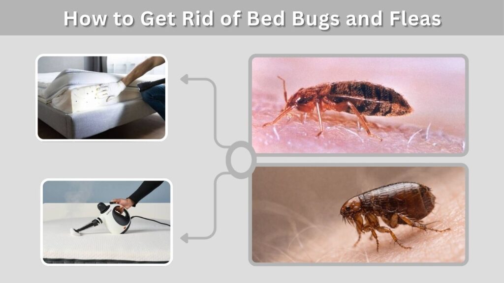 How to Get Rid of Bed Bugs and Fleas