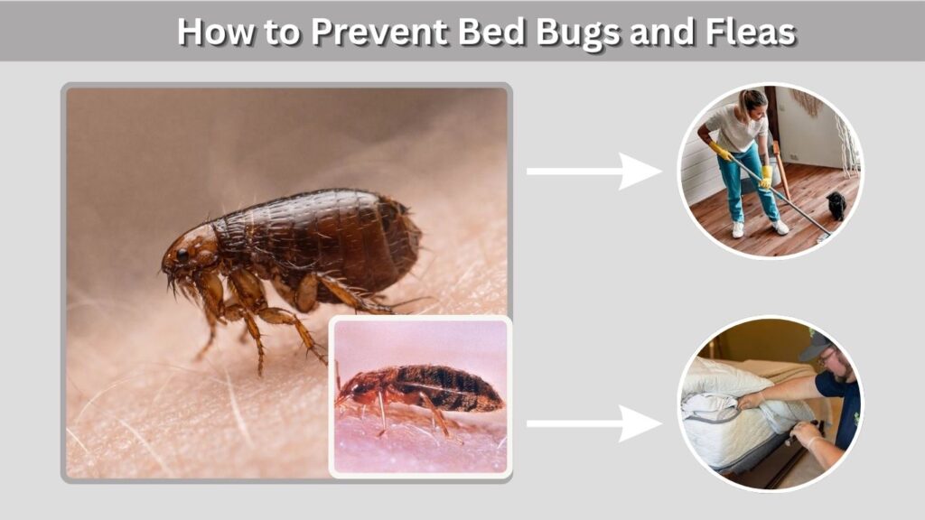 How to Prevent Bed Bugs and Fleas