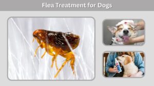 Flea Treatment for Dogs: Safe Options & Prevention