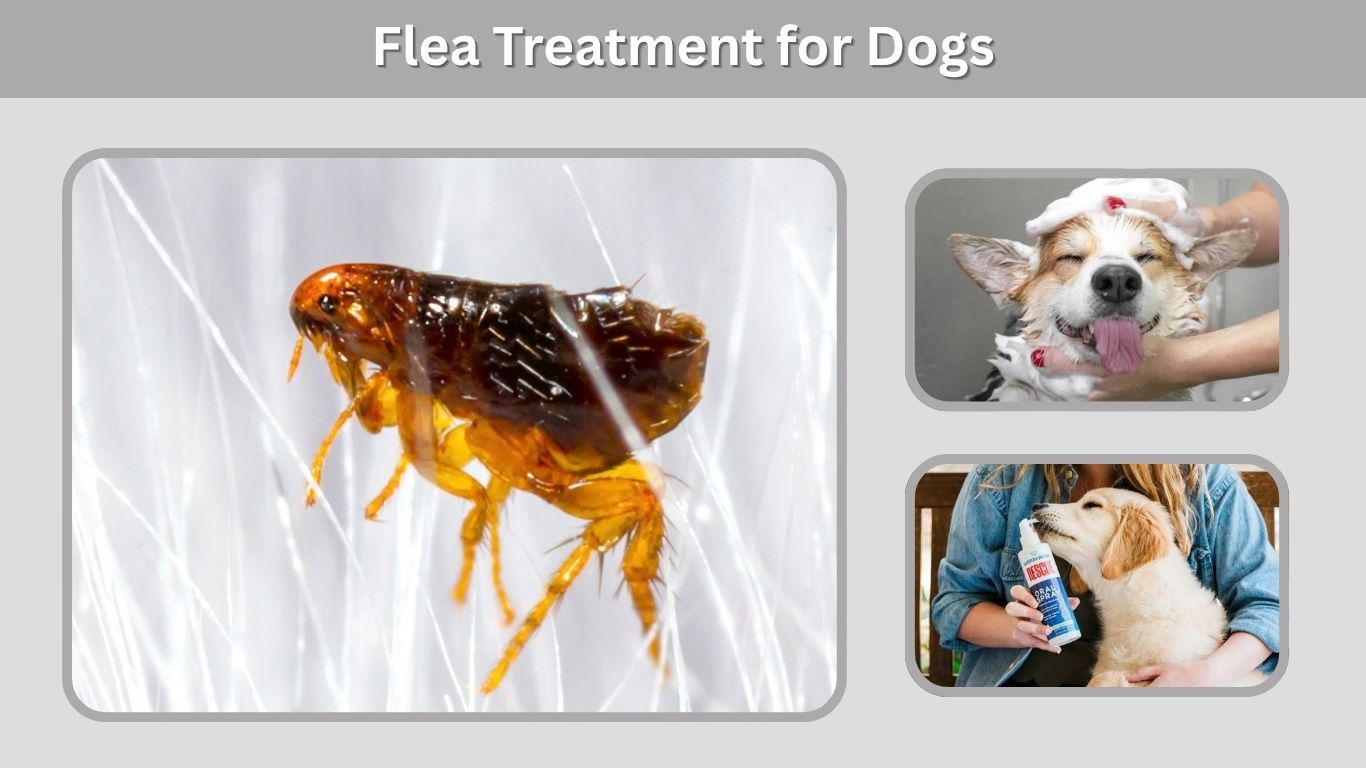 Flea Treatment for Dogs: Safe Options & Prevention
