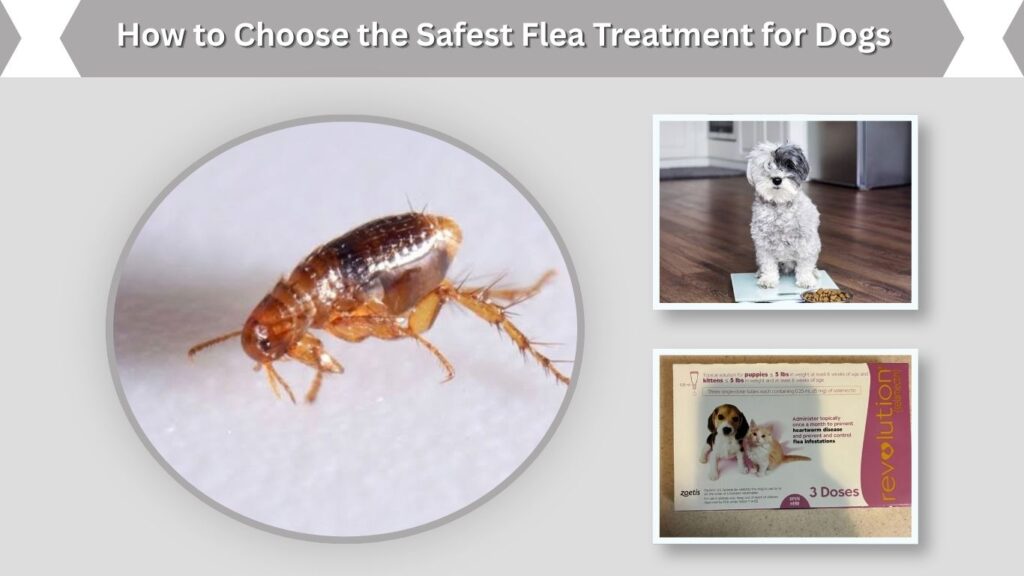 How to Choose the Safest Flea Treatment for Dogs