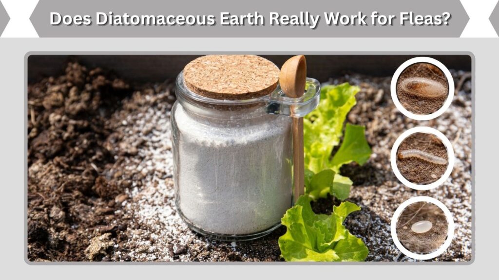 How to Use Diatomaceous Earth for Fleas in the House