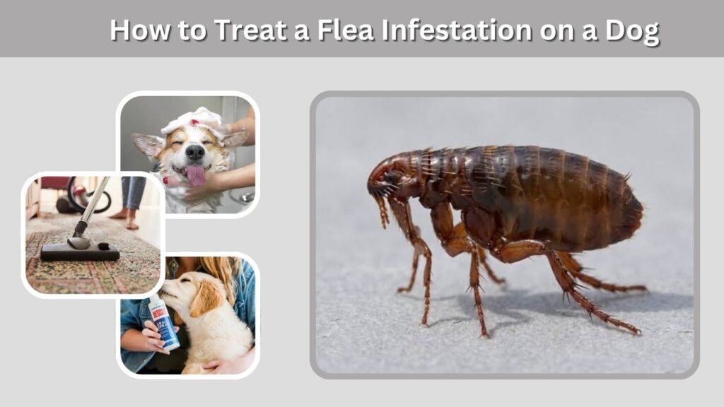 How to Treat a Flea Infestation on a Dog