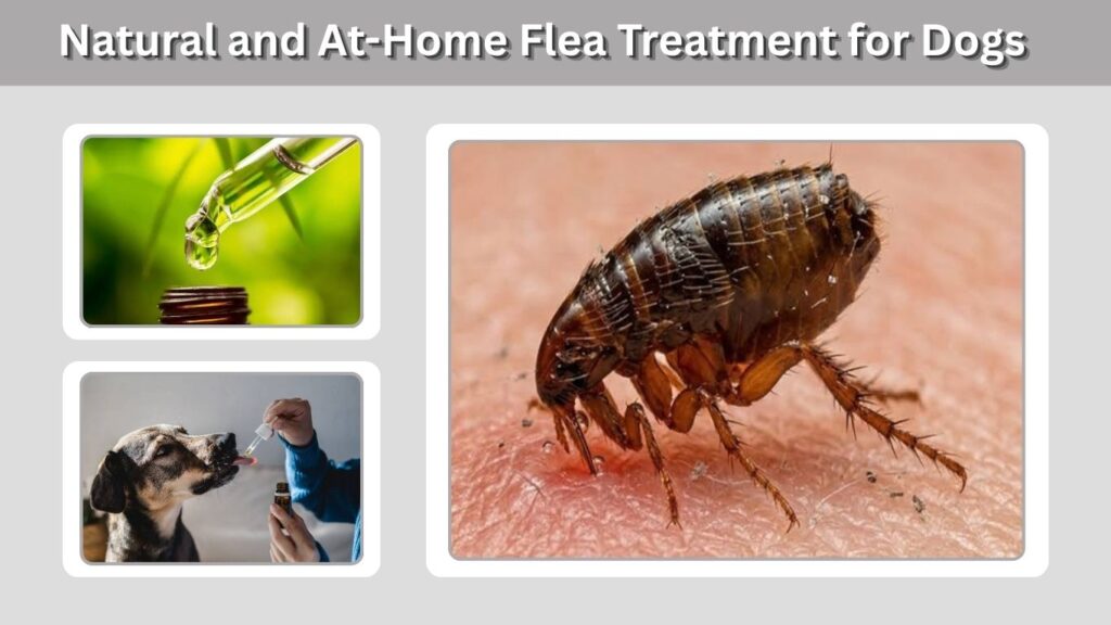 Natural and At-Home Flea Treatment for Dogs