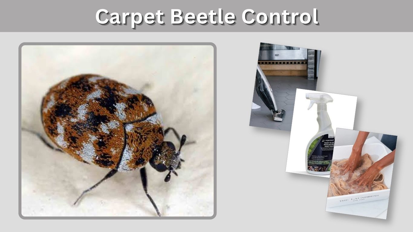 Carpet Beetle Control: How to Get Rid of Them for Good