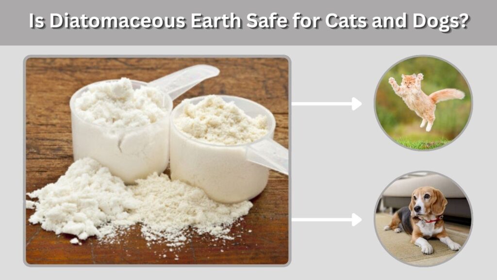 Is Diatomaceous Earth Safe for Cats and Dogs?