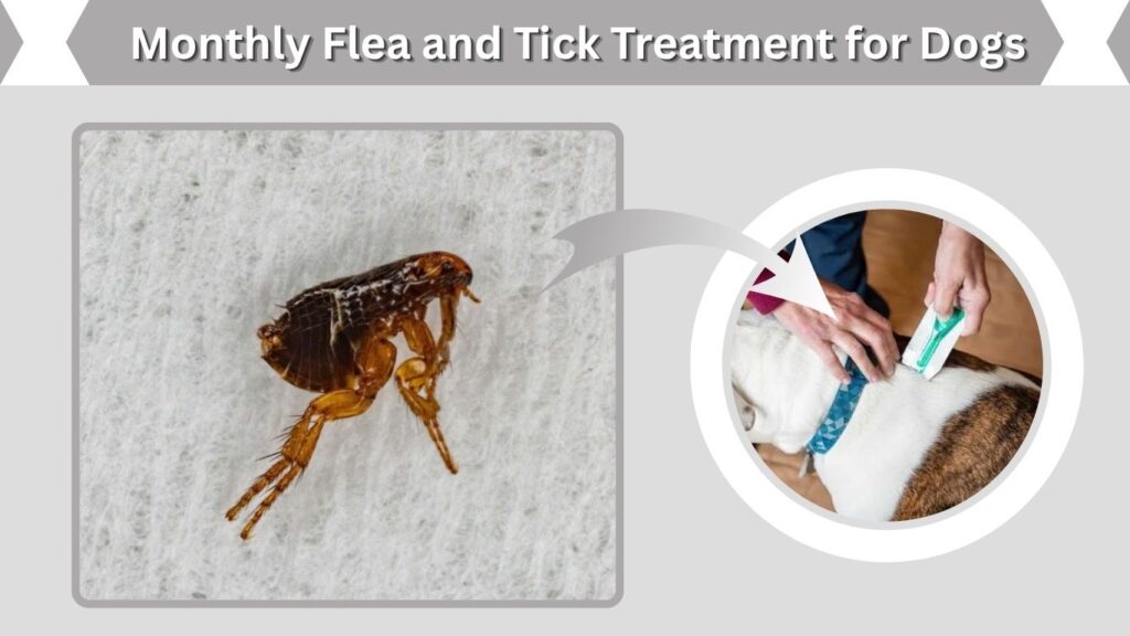 Monthly Flea and Tick Treatment for Dogs