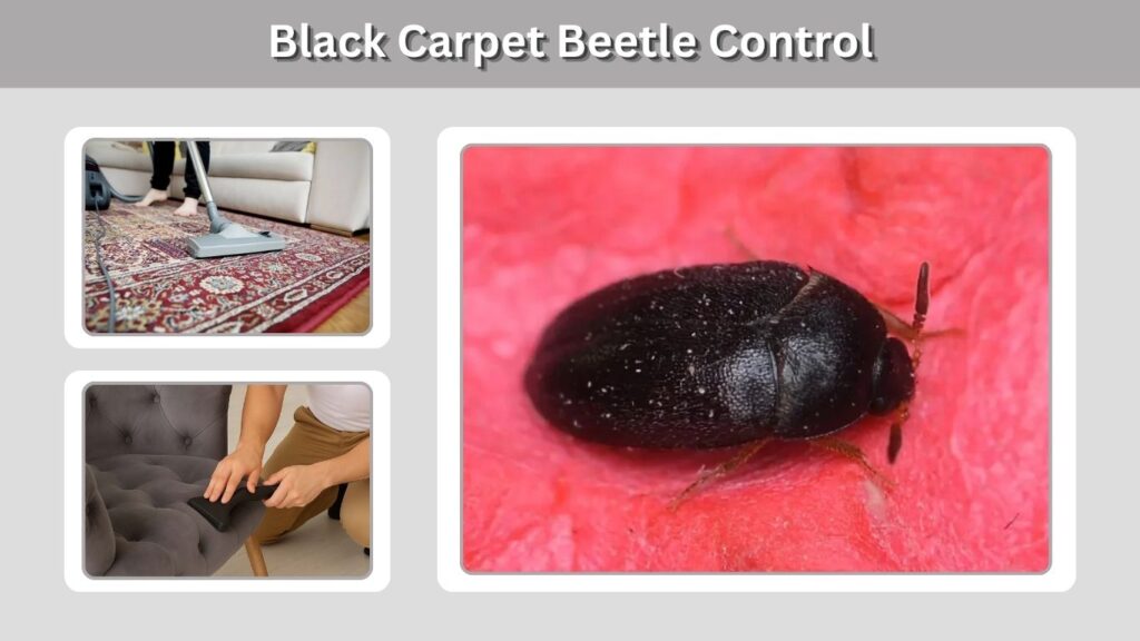 Black Carpet Beetle Control