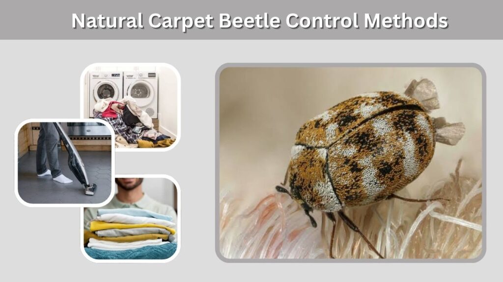Natural Carpet Beetle Control Methods