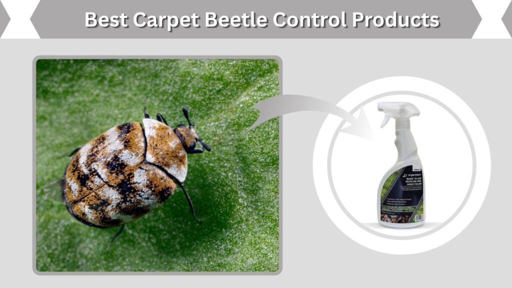 Best Carpet Beetle Control Products