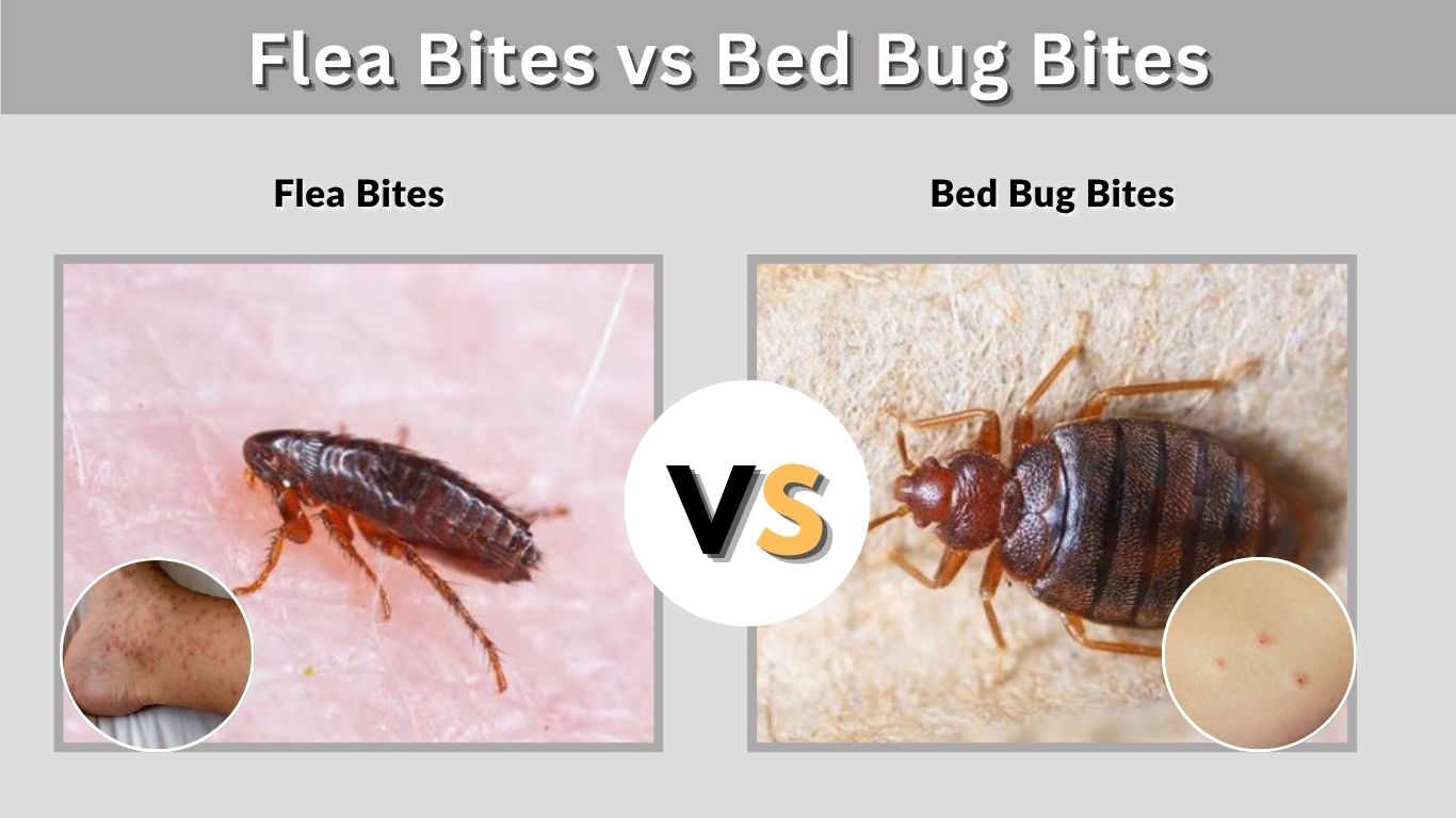 Flea Bites vs Bed Bug Bites: Key Differences & Signs