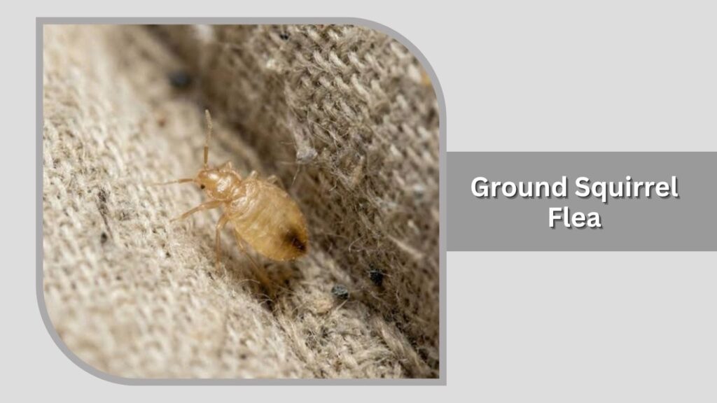 10. Ground Squirrel Flea (Oropsylla montana)