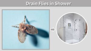Drain Flies in Shower: Causes, Larvae & How to Remove Them