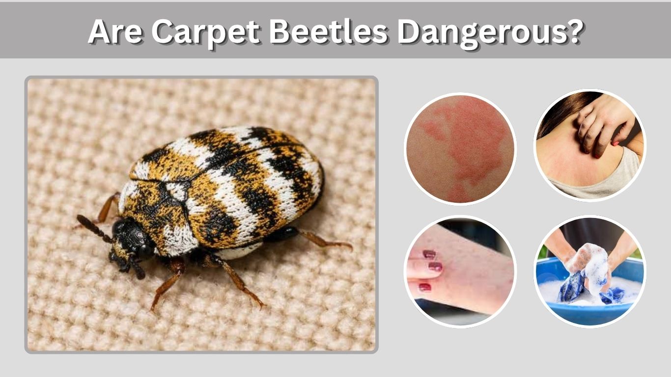 Are Carpet Beetles Dangerous? Health Risks and Prevention