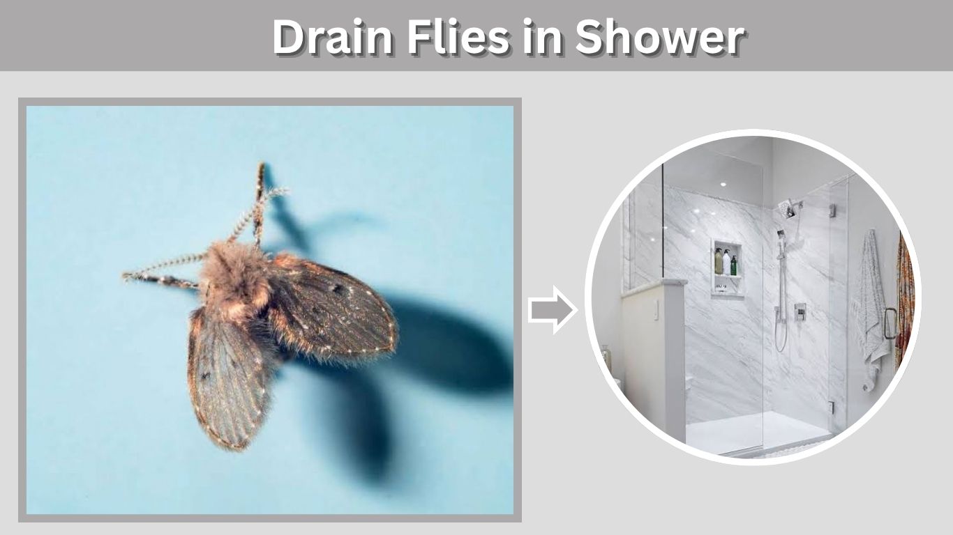 Drain Flies in Shower: Causes, Larvae & How to Remove Them