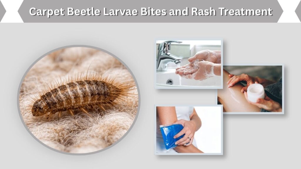 Carpet Beetle Larvae Bites and Rash Treatment
