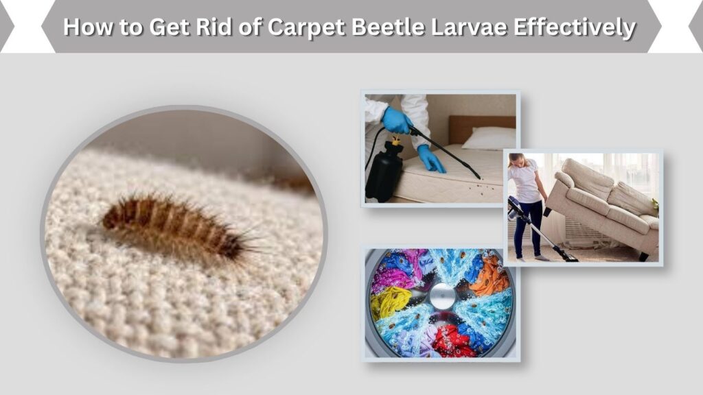 How to Get Rid of Carpet Beetle Larvae Effectively