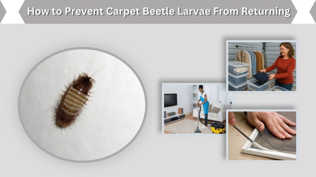 How to Prevent Carpet Beetle Larvae From Returning