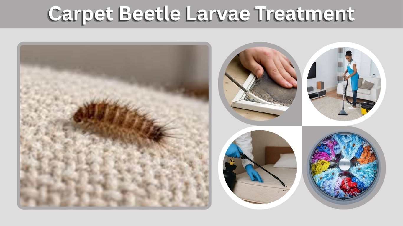 Carpet Beetle Larvae Treatment: How to Get Rid of Them