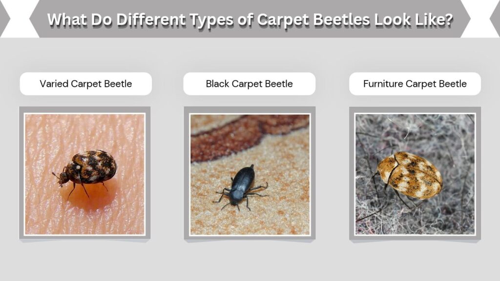What Do Different Types of Carpet Beetles Look Like?