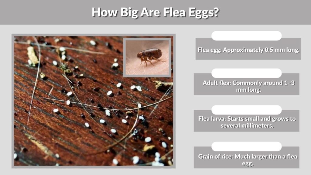 How Big Are Flea Eggs?