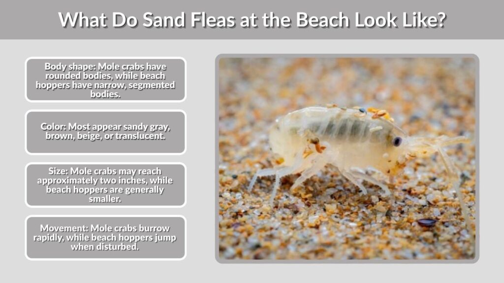 What Do Sand Fleas at the Beach Look Like?