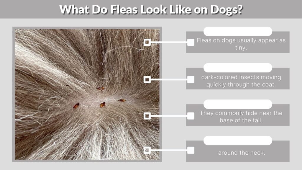 What Do Fleas Look Like on Dogs?