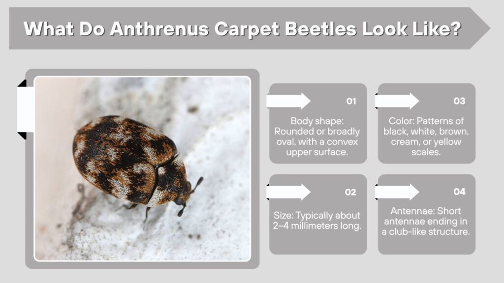What Do Anthrenus Carpet Beetles Look Like?