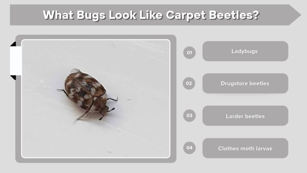 What Bugs Look Like Carpet Beetles?