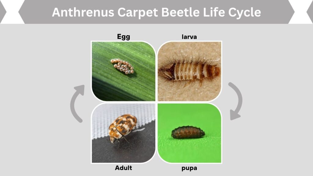 Anthrenus Carpet Beetle Life Cycle