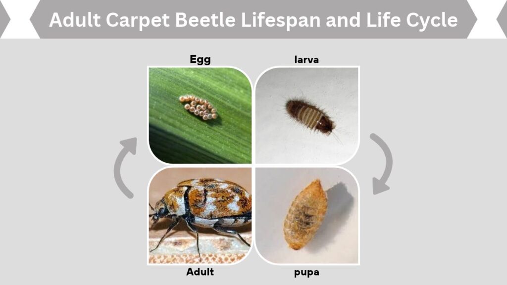 Adult Carpet Beetle Lifespan and Life Cycle