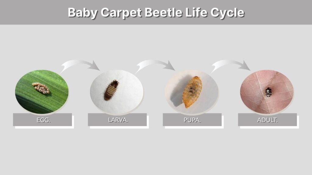 Baby Carpet Beetle Life Cycle