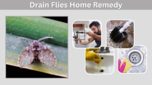 Drain Flies Home Remedy: Natural Ways to Get Rid of Them