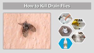How to Kill Drain Flies: Fast and Effective Methods