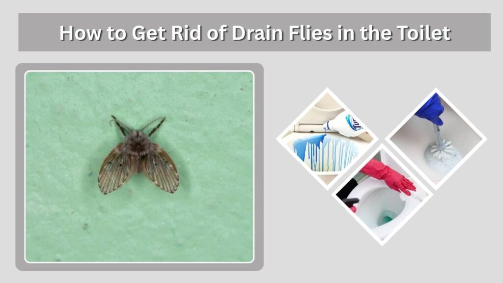 How to Get Rid of Drain Flies in the Toilet