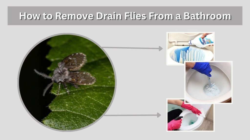 How to Remove Drain Flies From a Bathroom