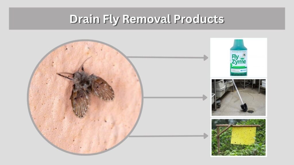 Drain Fly Removal Products