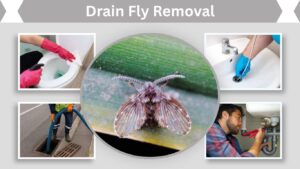 Drain Fly Removal: Best Ways to Remove Drain Flies