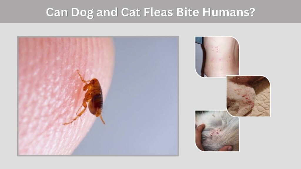 Can Dog and Cat Fleas Bite Humans?