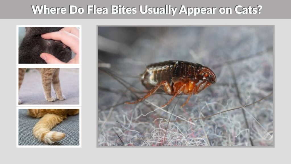 Where Do Flea Bites Usually Appear on Cats?