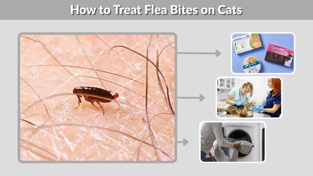 How to Treat Flea Bites on Cats
