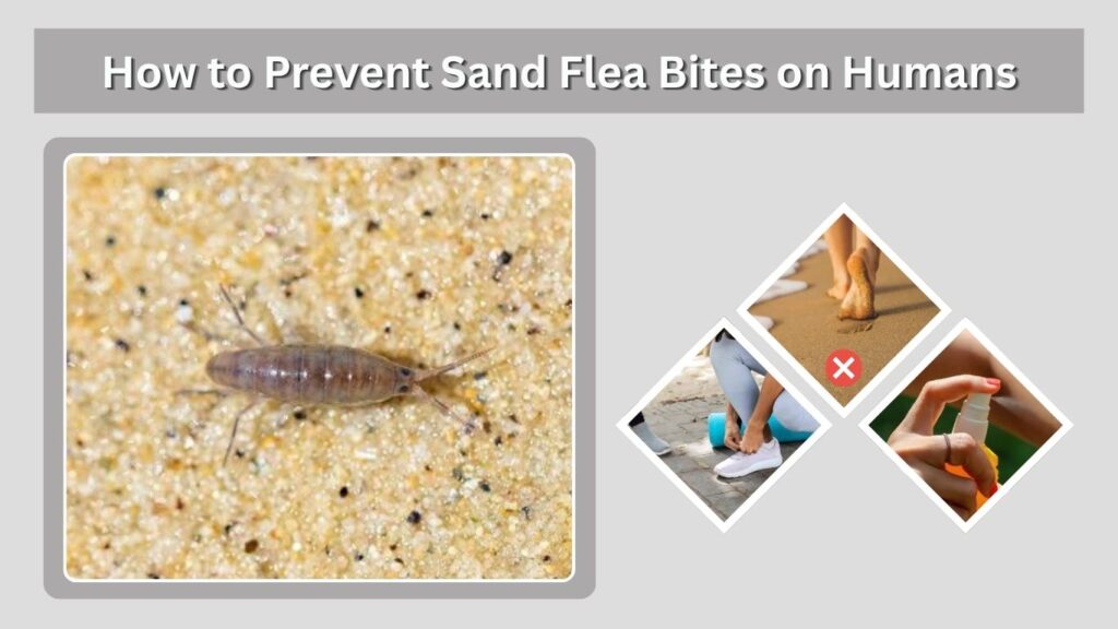 How to Prevent Sand Flea Bites on Humans